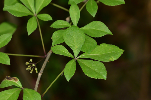 Eleutherococcus nodiflorus observed 2023-04-16