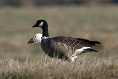 Branta hutchinsii leucopareia