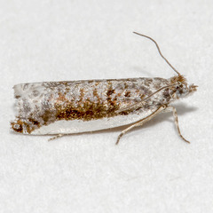 Ancylis albacostana