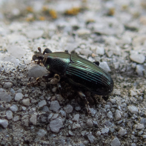 krytonos modravý (Aulacobaris coerulescens)