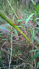 Lygaeus reclivatus