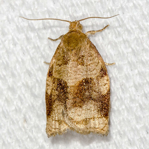 Rose Tortrix Moth, photo 5 of 10