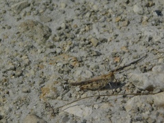 Psinidia fenestralis