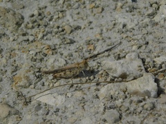 Psinidia fenestralis