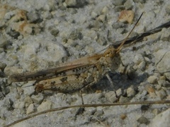 Psinidia fenestralis