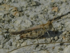 Psinidia fenestralis