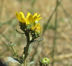Grindelia hallii