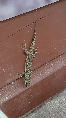 Honduran Leaf-toed Gecko, Phyllodactylus palmeus