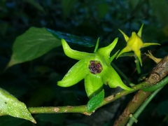 Gonolobus uniflorus