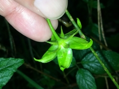 Gonolobus uniflorus