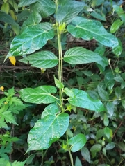 Gonolobus uniflorus