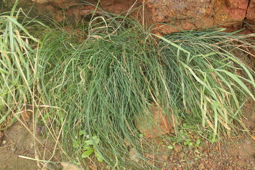 Festuca coxii, photograph 4