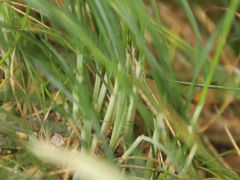 Festuca coxii, photograph (c) Joe Dillon, some rights reserved (CC BY)