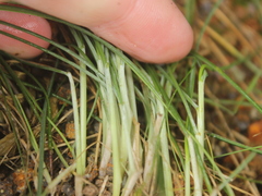 Festuca coxii, photograph (c) Joe Dillon, some rights reserved (CC BY)