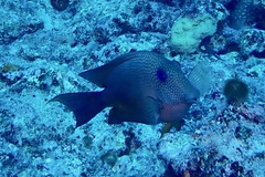 Ctenochaetus binotatus