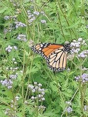 Danaus plexippus