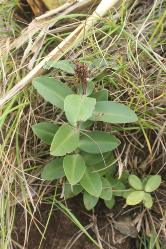 Image of Veronica chathamica by (c) Joe Dillon, some rights reserved (CC BY)