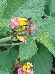 Apis mellifera