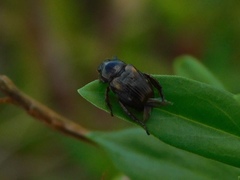 Strigoderma pygmaea