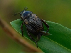 Strigoderma pygmaea