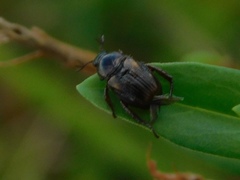 Strigoderma pygmaea