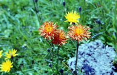 Crepis aurea