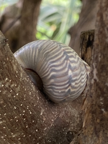 Orthalicus undatus