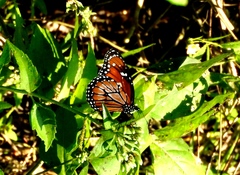 Danaus eresimus montezuma