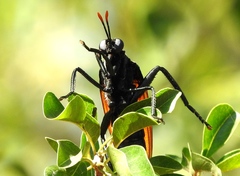 Protomydas rubidapex