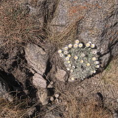 Helichrysum argentissimum