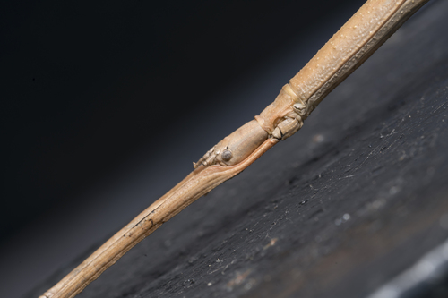 Attican Stick Insect photo 4