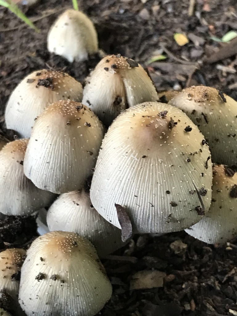 Coprinellus micaceus · April 2023 · photo: © tutitah (iNaturalist, cc0)