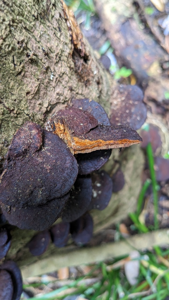 Fuscoporia gilva · April 2023 · photo: © atsushi_nakajima_cirque (iNaturalist, cc-by)