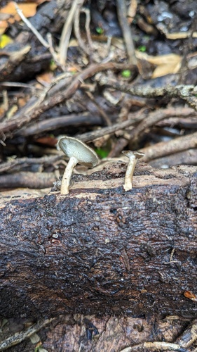 Lentinus arcularius