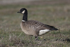 Branta hutchinsii leucopareia