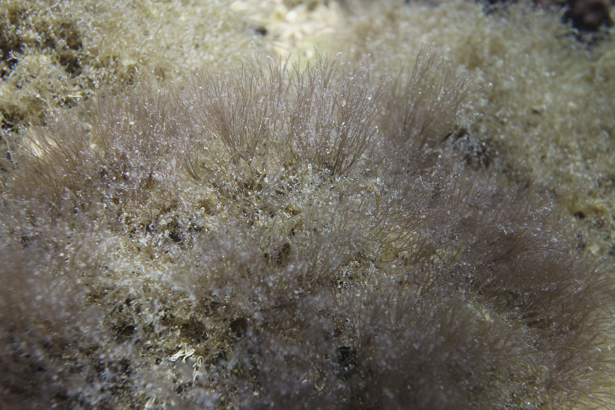 Polysiphonia mollis