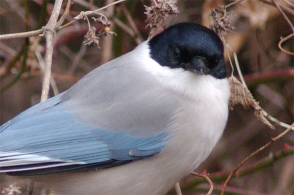 Azure-winged Magpie