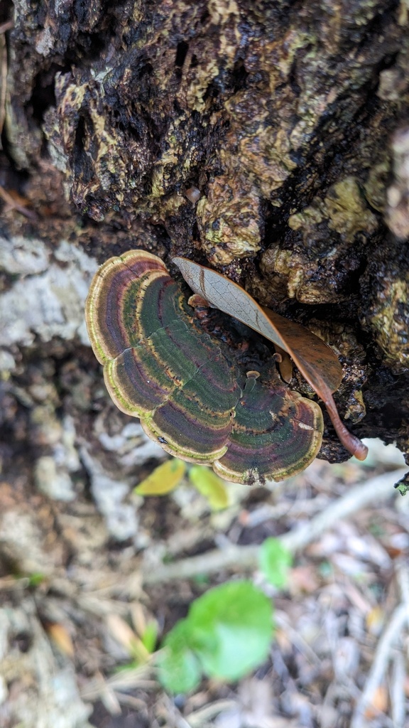 Microporus affinis · April 2023 · photo: © atsushi_nakajima_cirque (iNaturalist, cc-by)