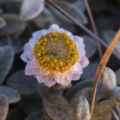 Helichrysum confertum