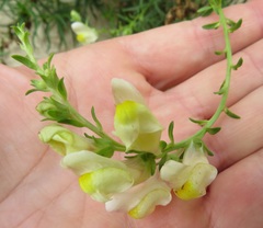 Antirrhinum siculum