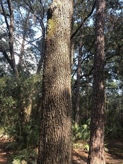 Quercus laevis
