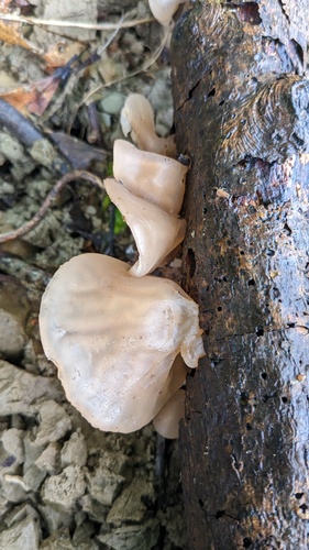 Auricularia