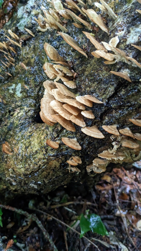 Trichaptum biforme · April 2023 · photo: © atsushi_nakajima_cirque (iNaturalist, cc-by)