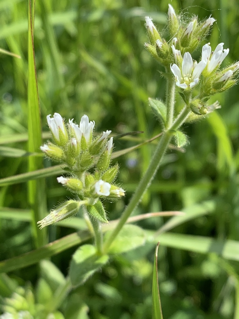 Cerastium glomeratum — a medium houseplant, prefers full sun light