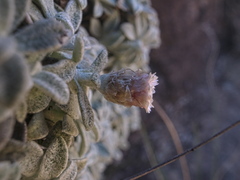 Helichrysum confertum