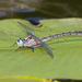 Lilypad Clubtail - Photo (c) Greg Lasley, some rights reserved (CC BY-NC), uploaded by Greg Lasley