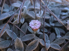 Helichrysum confertum