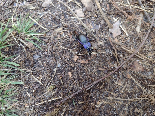Rough Violet Ground Beetle, 6721 Bennekom, Nederland, photo 9 of 10