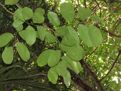 Annona montana