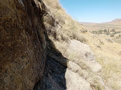Helichrysum confertum